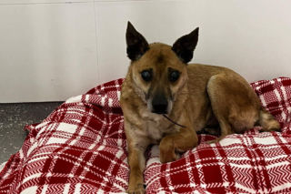 Świąteczny cud Zefira. Niewidomy pies znalazł dom dzięki jednemu zdjęciu