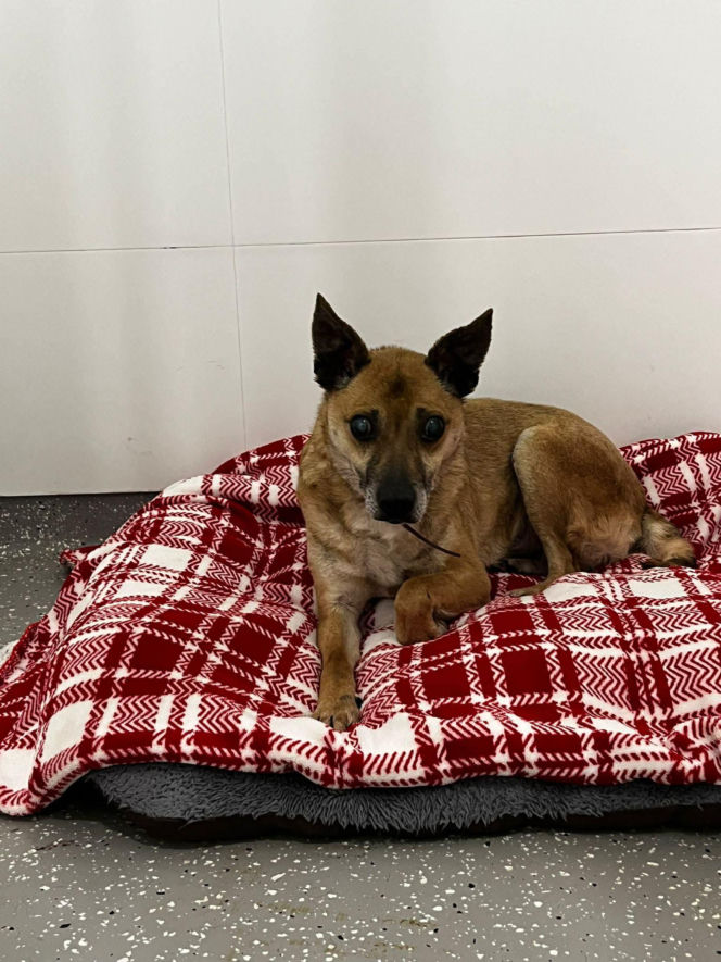 Świąteczny cud Zefira. Niewidomy pies znalazł dom dzięki jednemu zdjęciu