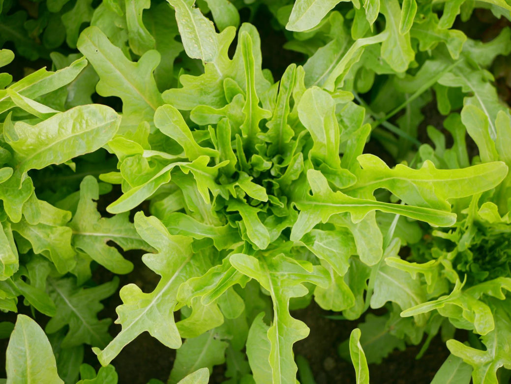 Rukola
