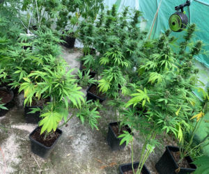 Potężna plantacja konopi pod Bochnią. Kobieta miała 116 krzaków
