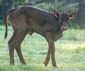 Wrocławskie zoo szuka imienia dla krowy z największymi rogami na świecie