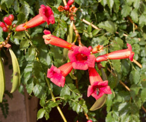 Ta roślina to znakomita alternatywa dla tui. Posadź w ogrodzie, a nie pożałujesz