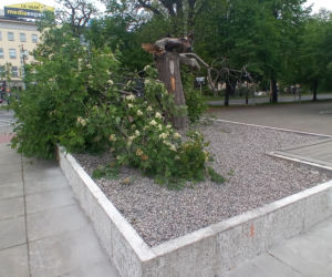 Ktoś zniszczył charakterystyczne drzewko na placu Solidarności