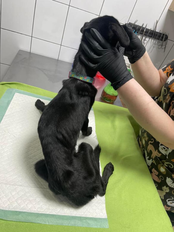 Dramatyczna interwencja Pet Patrol z Rybnika: "Tak wychudzonego psa jeszcze nie widzieliśmy"