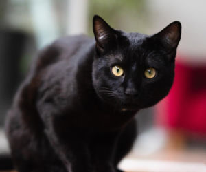 Tego pod żadnym pozorem nie rób w piątek trzynastego. Pech i nieszczęścia gwarantowane. Przesądy na 13. w piątek