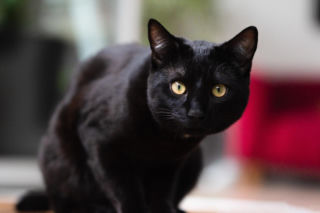 Tego pod żadnym pozorem nie rób w piątek trzynastego. Pech i nieszczęścia gwarantowane. Przesądy na 13. w piątek