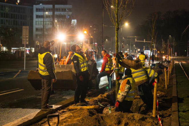 Znowu posadzili niemieckie drzewa w Warszawie. ZDM chwali się: „to zieleniarska NASA”