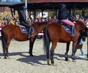 Konna święconka w Szczecinie