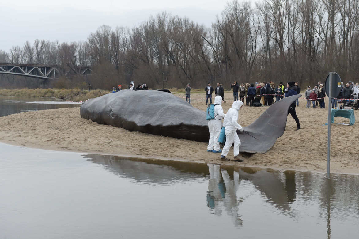 Wieloryb pod mostem Poniatowskiego w Warszawie