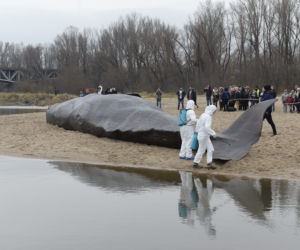 Wieloryb pod mostem Poniatowskiego w Warszawie