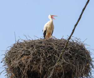 Bociani celebryta wraca do Polski. Krutek jest już w Europie! 