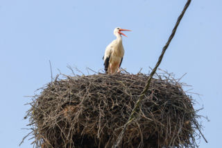 Bociani celebryta wraca do Polski. Krutek jest już w Europie! 