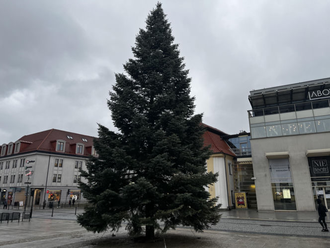 Wielki choinka stanęła na Rynku Kościuszki