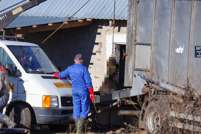 Horror koło Ostródy. Zwierzęta konały bez światła, wody i jedzenia