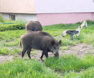 5. Dziki
