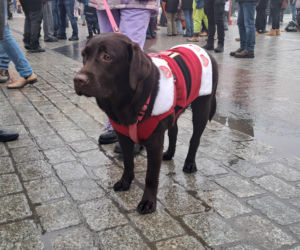 34. finał WOŚP w Krakowie. Golden Retrievery na Rynku Głównym