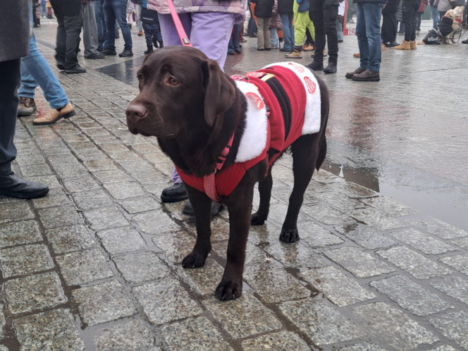 34. finał WOŚP w Krakowie. Golden Retrievery na Rynku Głównym