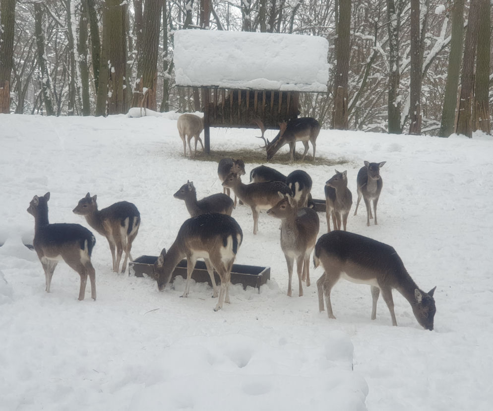 W gdańskim ZOO są zwierzęta, którym nie przeszkadzają mrozy i śnieg