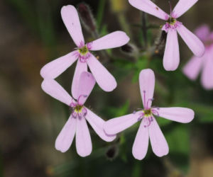 Mydlnica bazyliowata