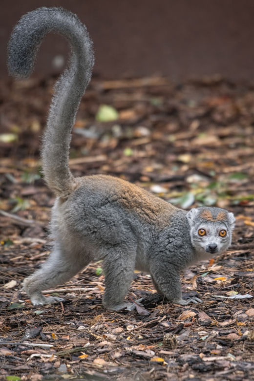 Lemury koroniaste we wrocławskim zoo