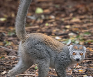 Lemury koroniaste we wrocławskim zoo