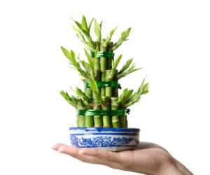 Dracena Sandera