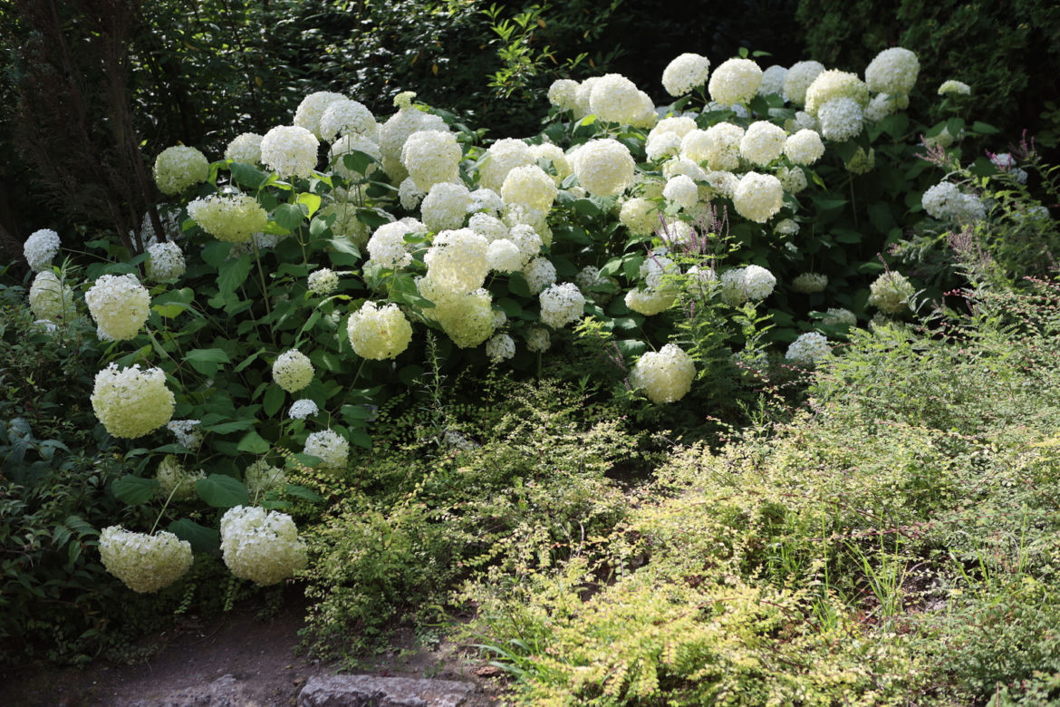 Kwitnący Ogród Botaniczny UMCS w Lublinie
