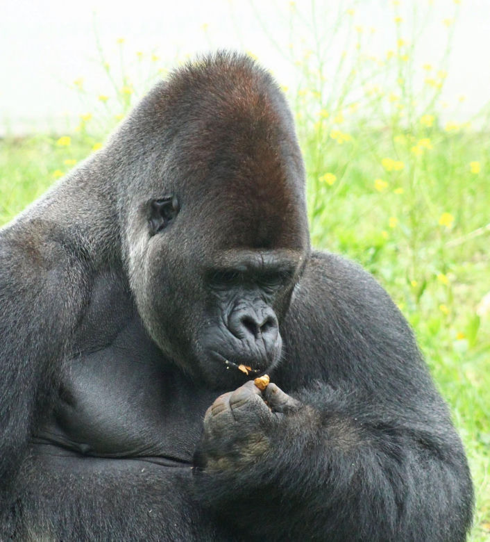 Podaruj orzechy i żołędzie mieszkańcom Warszawskiego ZOO. Jesienna akcja trwa