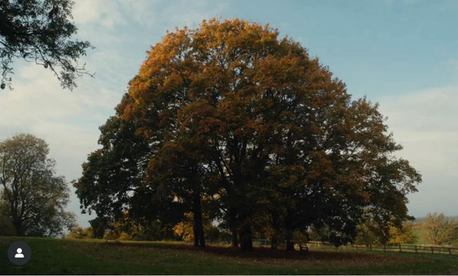 Księżna Kate jest jesieniarą! Nowy film może wzruszyć