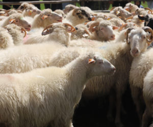 Wiosenny redyk w Ludźmierzu