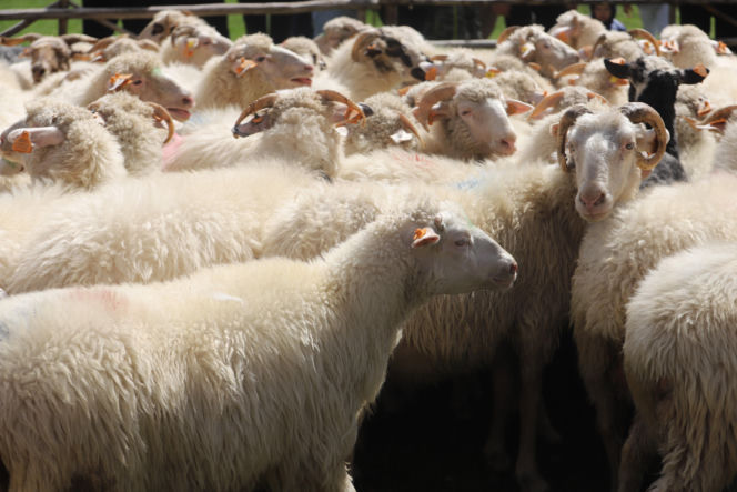 Wiosenny redyk w Ludźmierzu