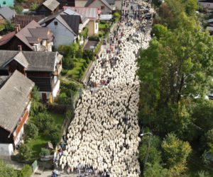 Jesienny redyk owiec w Szczawnicy