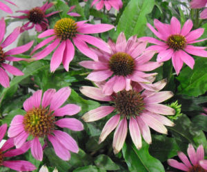 jeżówka purpurowa 'Pow Wow Wild Berry'
