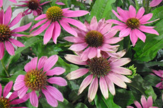 Jeżówka purpurowa 'Pow Wow Wild Berry' - Echinacea purpurea 'Pow Wow Wild Berry'