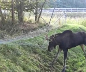 Łoś zaplątał się w ogrodzenie. Niecodzienna akcja ratunkowa