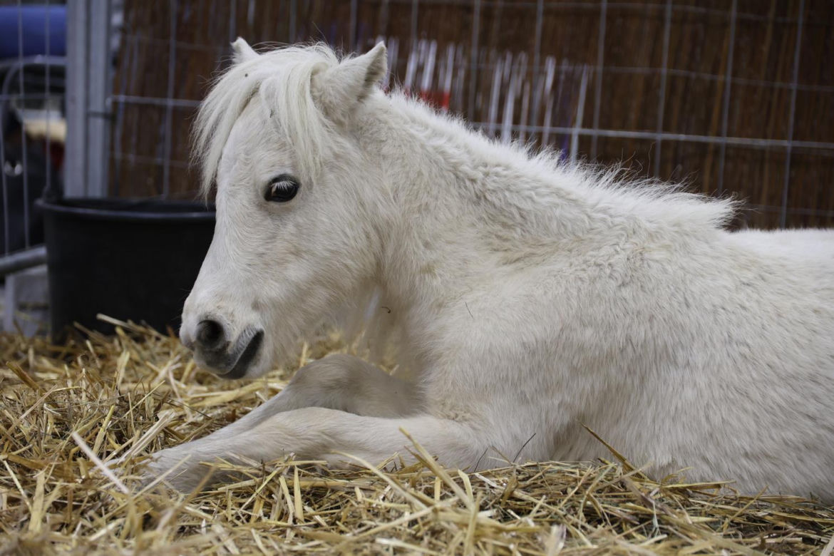 Zoopark 2023 w Lublinie