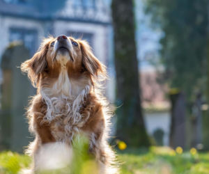 Czy ubezpieczenie psa powinno być obowiązkowe?  W Polsce średnio 73 osoby dziennie są pogryzione przez te czworonogi