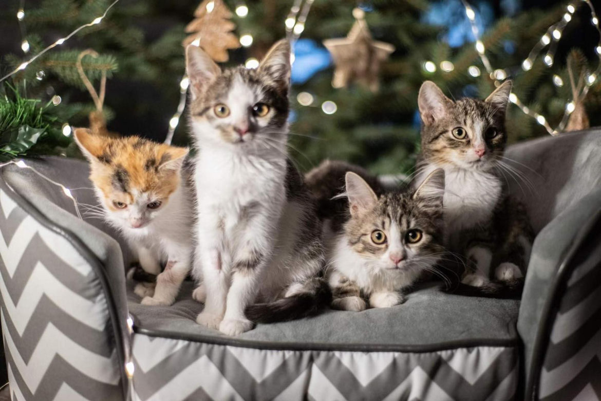 Świąteczne koty do Adopcji