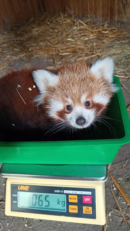 Powitajmy dwóch nowych mieszkańców toruńskiego ogrodu zoobotanicznego!