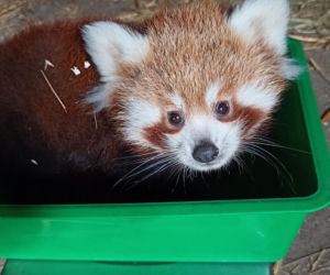 Powitajmy dwóch nowych mieszkańców toruńskiego ogrodu zoobotanicznego!