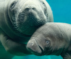 W zoo we Wrocławiu urodził się kolejny manat