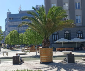 Palmy w Katowicach na Rynku