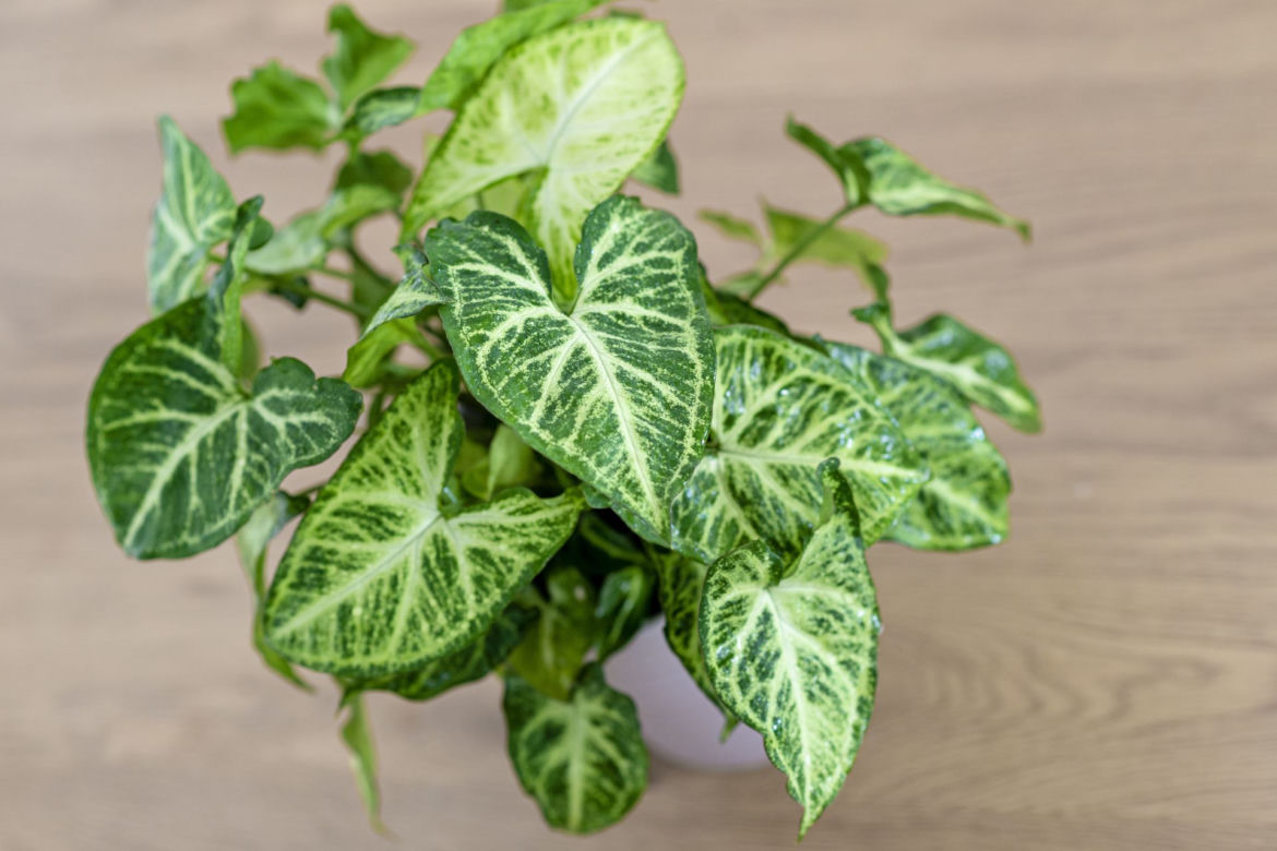 Syngonium