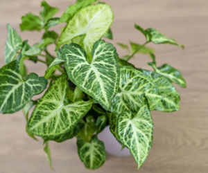 Syngonium