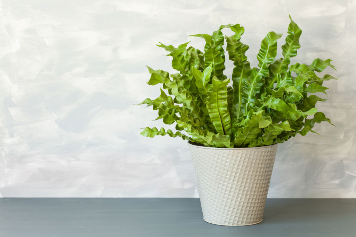 Zanokcica gniazdowa (Asplenium nidus)