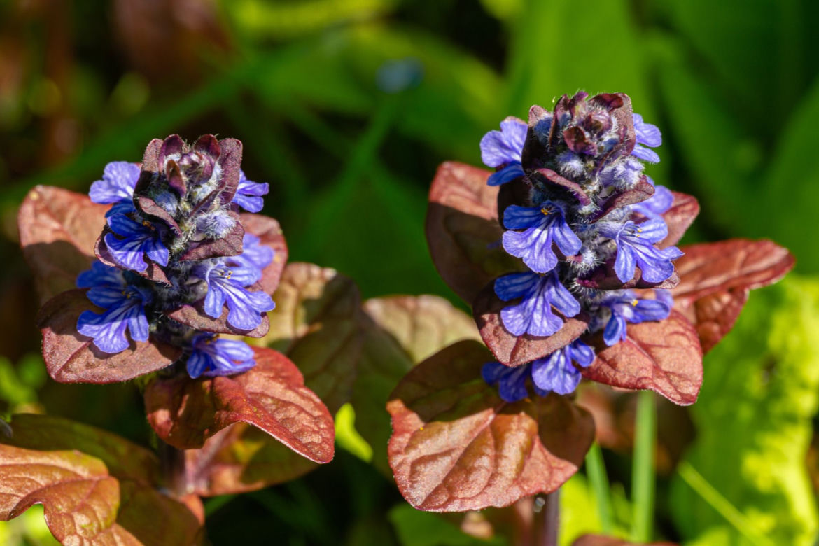 Dąbrówka rozłogowa ‘Atropurpurea’ 
