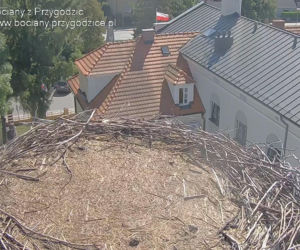 Przygodzice. Koniec sezonu. Gniazdo już puste