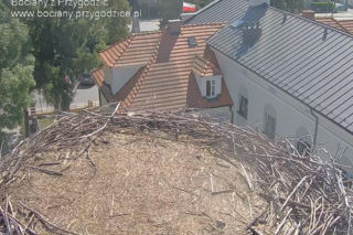 Przygodzice. Koniec sezonu. Gniazdo już puste