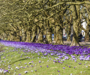 Wiosenny dywan krokusów w Szczecinie