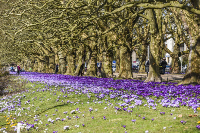 Wiosenny dywan krokusów w Szczecinie